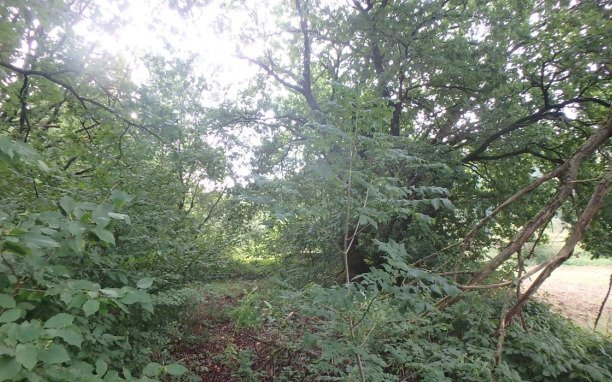 ungepflegte und ggf. belastete Holzungsfläche östlich von Bodenfelde - Grundstück Bodenfelde | Angebot:21525435