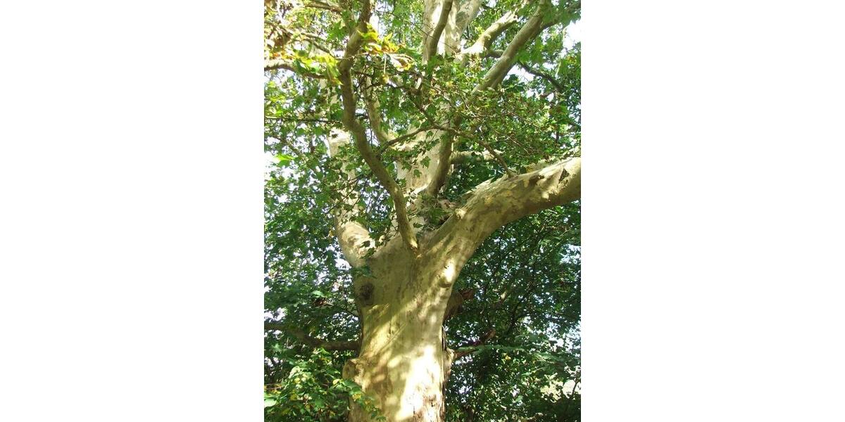 Villa Gützkow - 129.000&euro; | Angebot:26266032