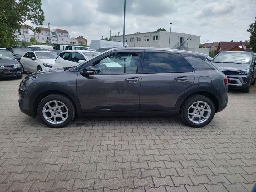 C4 Cactus