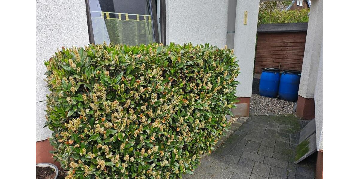 Einfamilienhaus Ettringen - 6 Zimmer, 120 m&sup2;, 179.000&euro; | Angebot:26705107