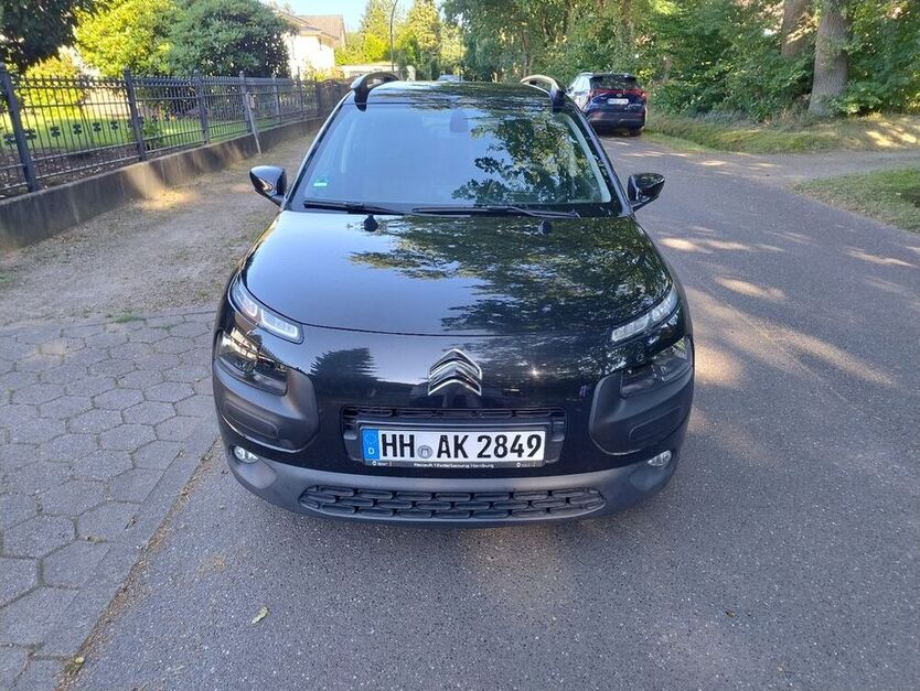 C4 Cactus