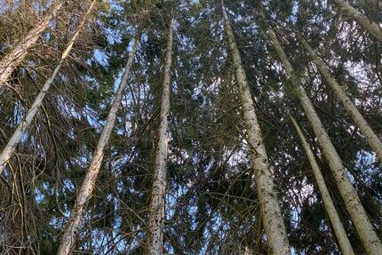 Grundstück Frankfurt am Main Bergen-Enkheim - 150&euro; | Angebot:25418261