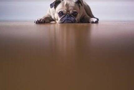 Grundstück Rheinfelden (Baden) Degerfelden - 229.000&euro; | Angebot:24115421