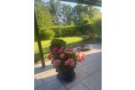Einfamilienhaus Schneverdingen - 7 Zimmer, 625.000&euro; | Angebot:23173518