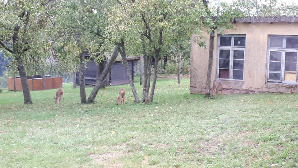 Einfamilienhaus Battweiler - 550.000&euro; | Angebot:26990102
