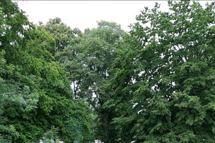 Sinzig 2 Zim. im Grünen zimmer