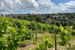 Hochparterre Ingelheim am Rhein Wackernheim - 2 Zimmer, 65 m&sup2;, 249.000&euro; | Angebot:26840319