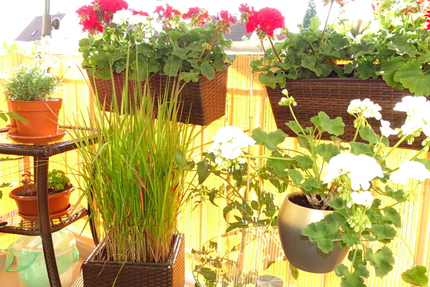 Gemütliche 3-Zimmer-Eigentumswohnung für Ihre Familie oder als Kapitalanlage 3 zimmer