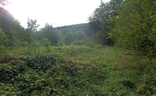 ungepflegte und ggf. belastete Holzungsfläche östlich von Bodenfelde zimmer