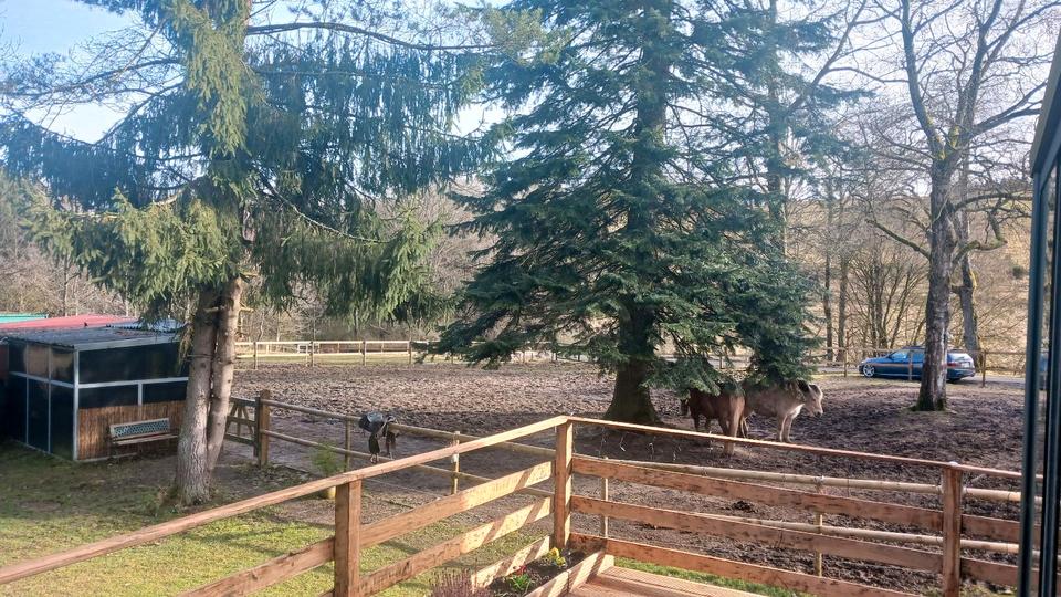 Bauernhaus, Landhaus Hellenthal - 8 Zimmer, 174 m&sup2;, 599.000&euro; | Angebot:26169890