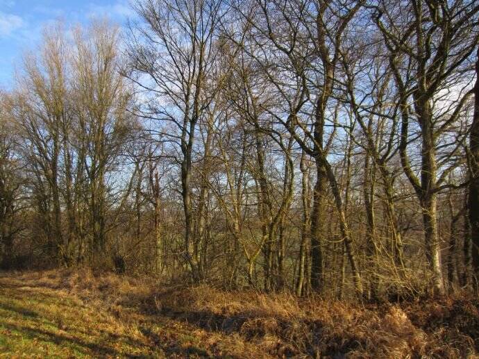 Grundstück Widdern - 25.000&euro; | Angebot:25700084