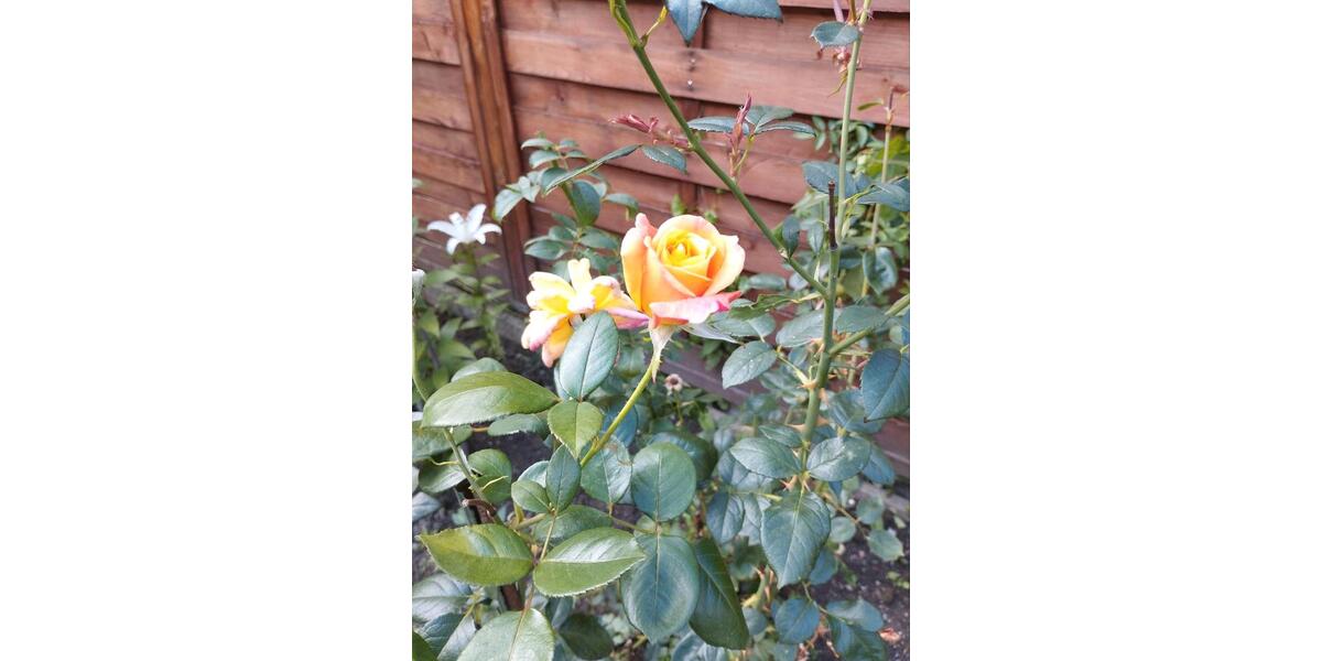 Reihenhaus Oederan - 6 Zimmer, 150 m&sup2;, 148.000&euro; | Angebot:24720789