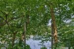 Wochenendgrundstück mit direktem Seezugang - am Elsensee in Grünheide (Mark) - Bungalow Grünheide (Mark) | Angebot:21717230
