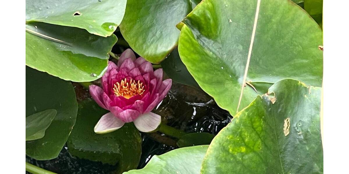 ***Vier rechte Hände gesucht - mit Muskelkraft und Geschick ins Eigenheim*** zimmer