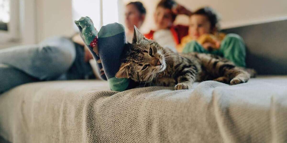 Mehrfamilienhaus, Wohnhaus Roetgen Rott - 8 Zimmer, 183 m&sup2;, 585.500&euro; | Angebot:24855526