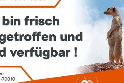 Skoda Kodiaq 46.186 km 35.780 &euro; Werdau OT Langenhessen 08412