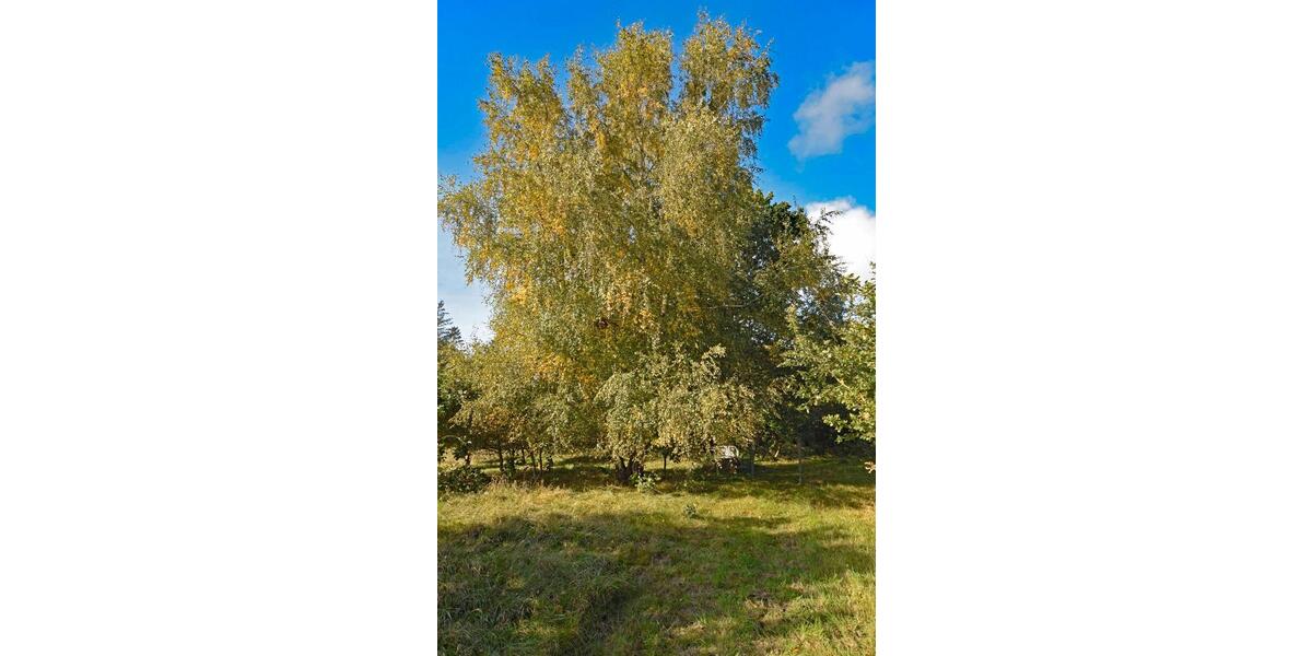 Einfamilienhaus Jörl - 290.000&euro; | Angebot:26903200