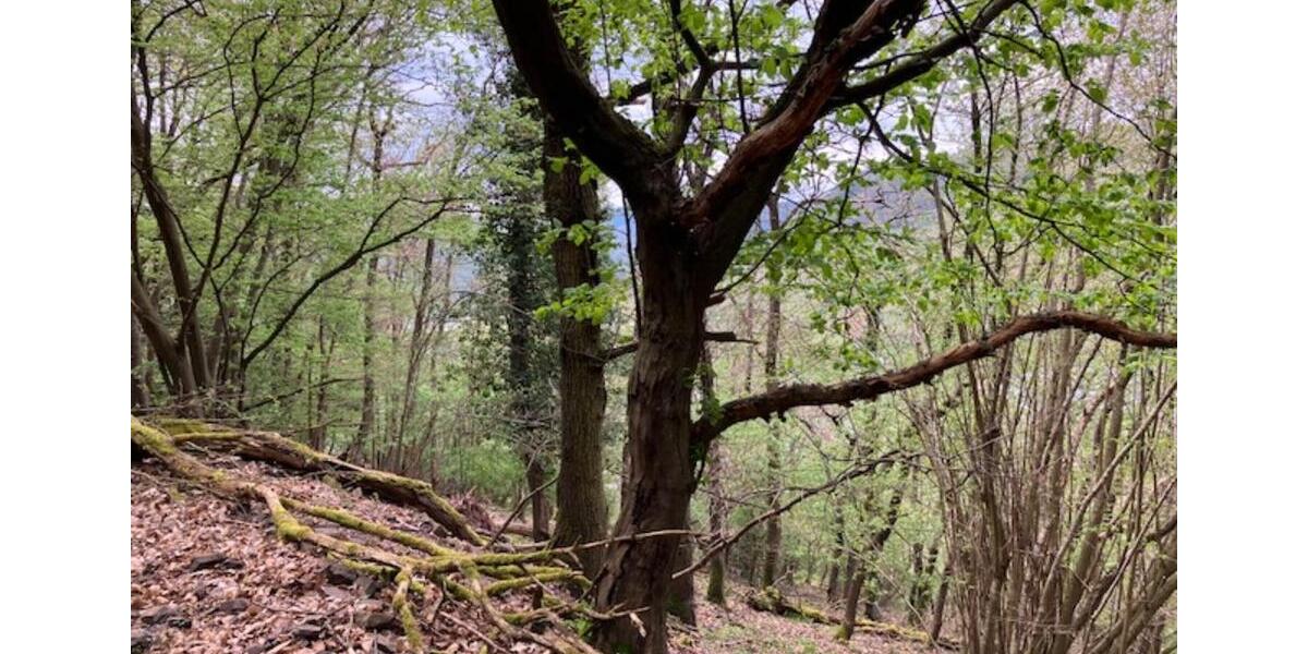 Grundstück Bruttig-Fankel Fankel - 5.950&euro; | Angebot:17639442