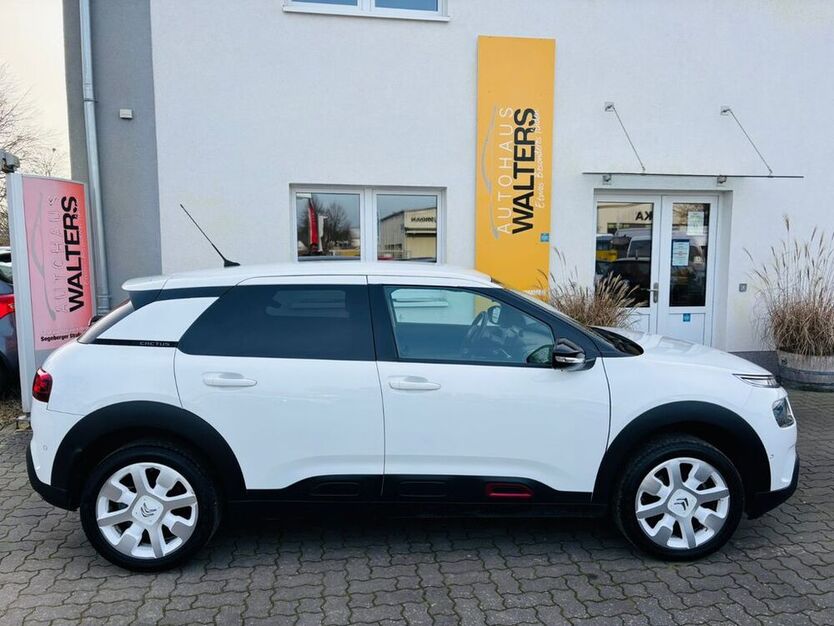 C4 Cactus