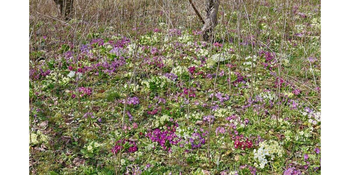 Grundstück Erbach - 1.576.000&euro; | Angebot:26082710