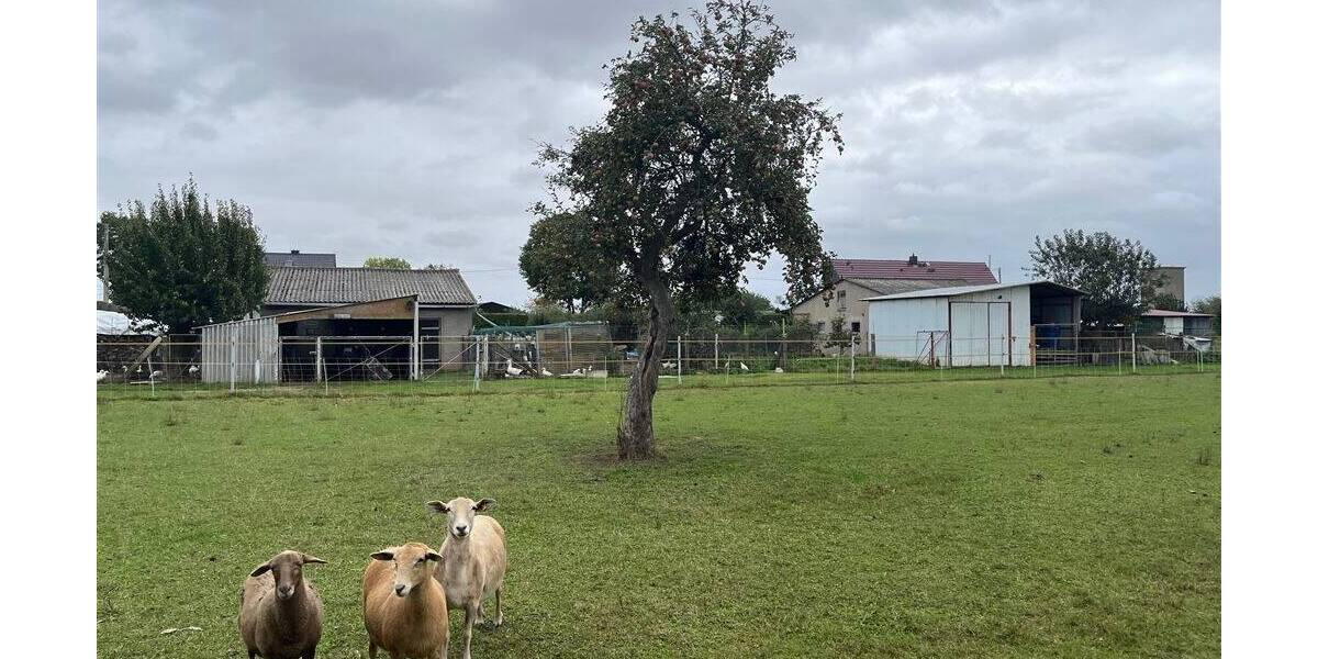 Grundstück Nichtewitz Nichtewitz - 20.000&euro; | Angebot:25679415