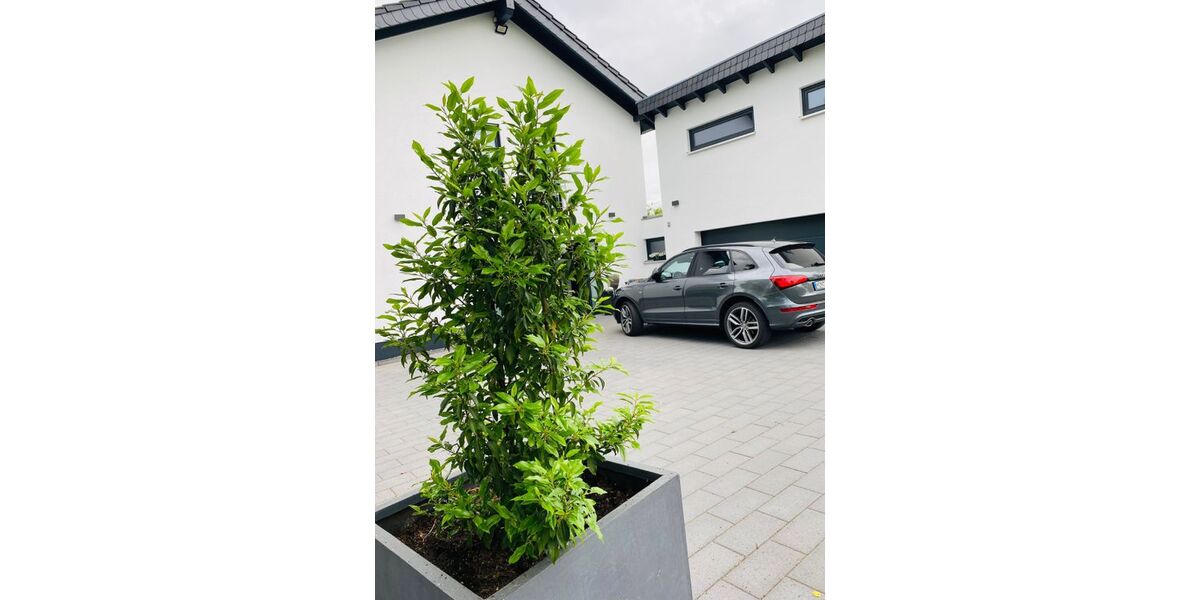 Audi Q5 195.000 km 18.500 &euro; Monschau 52156