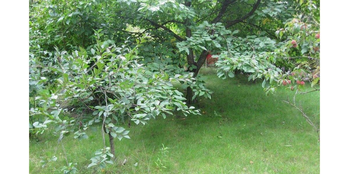 Etagenwohnung Prenzlau - 3 Zimmer, 64 m&sup2;, 451&euro; | Angebot:26883483