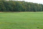 Alleinlage mit 100 qm Haus, Scheunen und 92 Hektar Land - Einfamilienhaus Uckerland | Angebot:19801660