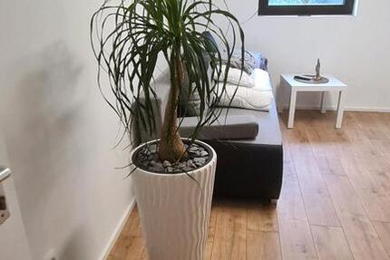 Wander -& Monteurzimmer 1 zimmer