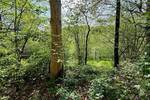 Einfamilienhaus Heilbach - 3 Zimmer, 80 m&sup2;, 115.000&euro; | Angebot:26433622
