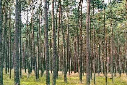 Grundstück in Uchte 11.280 € 3760 m² zimmer