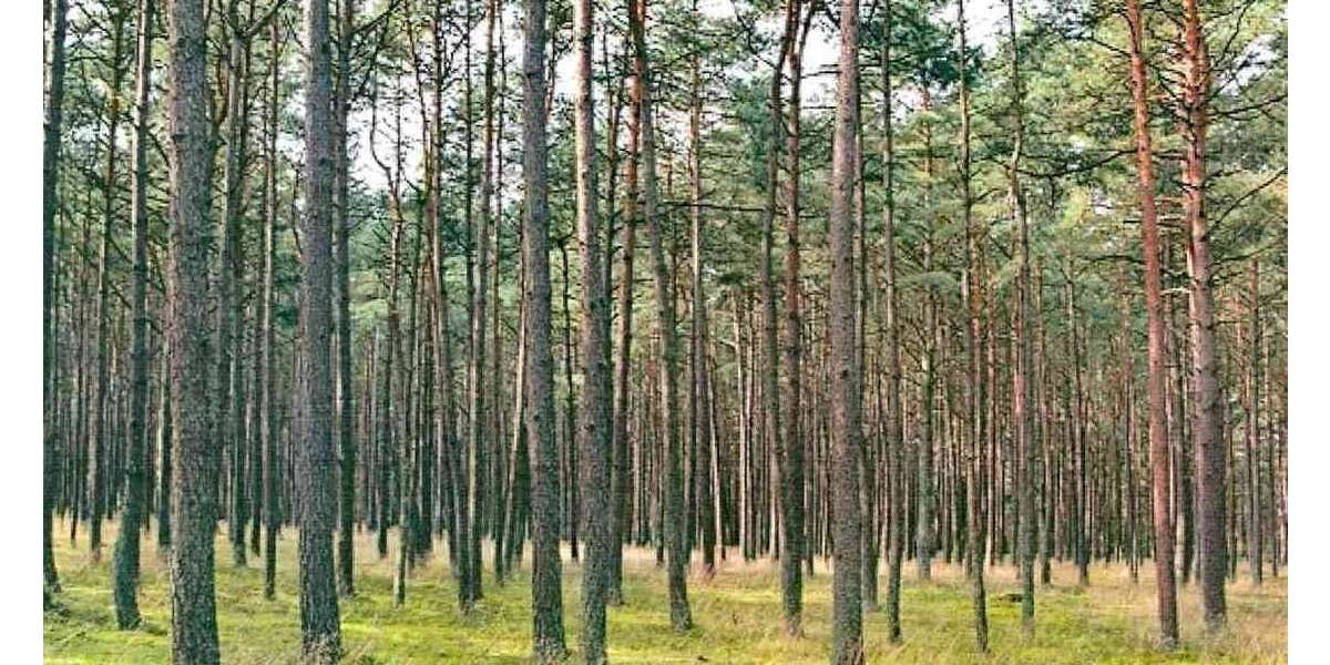 Grundstück in Uchte 11.280 € 3760 m² zimmer