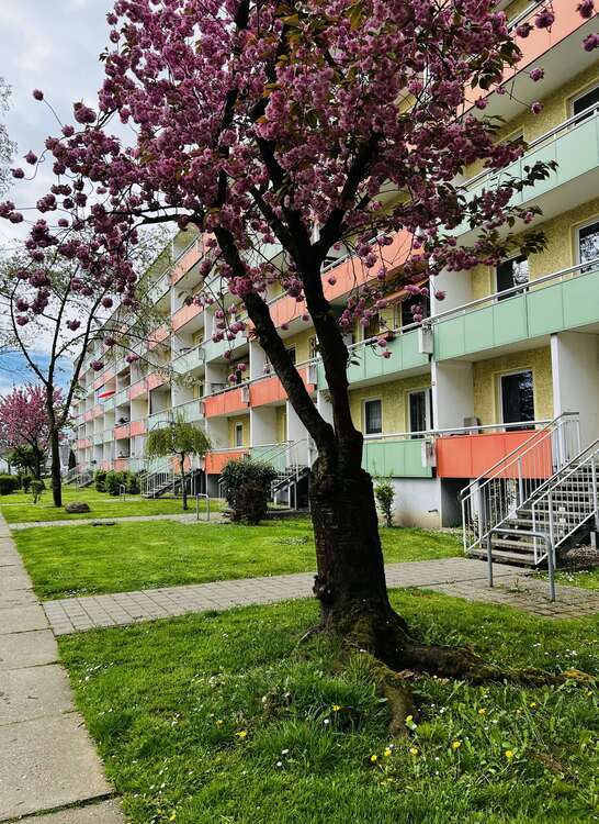 Wohnung zum Mieten in Magdeburg 342,03 € 56.07 m²