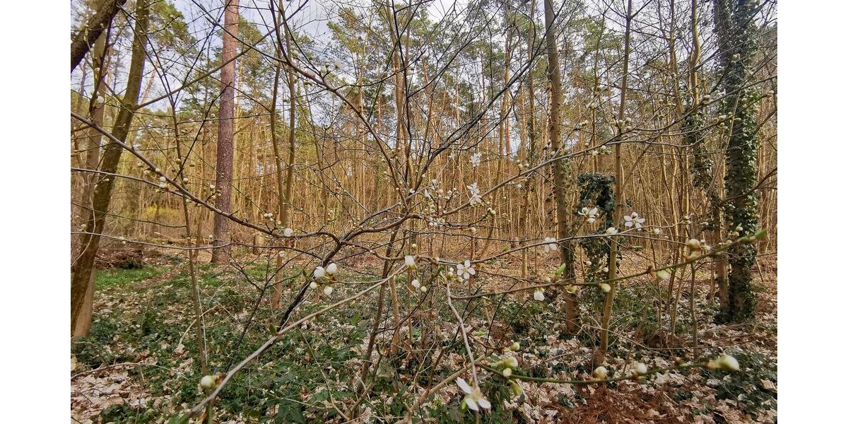 Ein Wald- und Wassergrundstück als perfekter Rückzugsort fürs Wochenende - Grundstück Grünheide (Mark) | Angebot:17331091