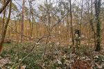 Ein Wald- und Wassergrundstück als perfekter Rückzugsort fürs Wochenende - Grundstück Grünheide (Mark) | Angebot:17331091