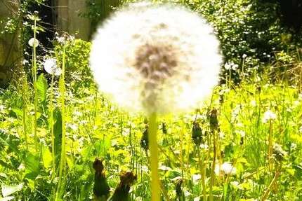 Haus zum Mieten in Wangen im Allgäu 2.500 € 250 m² 7 zimmer