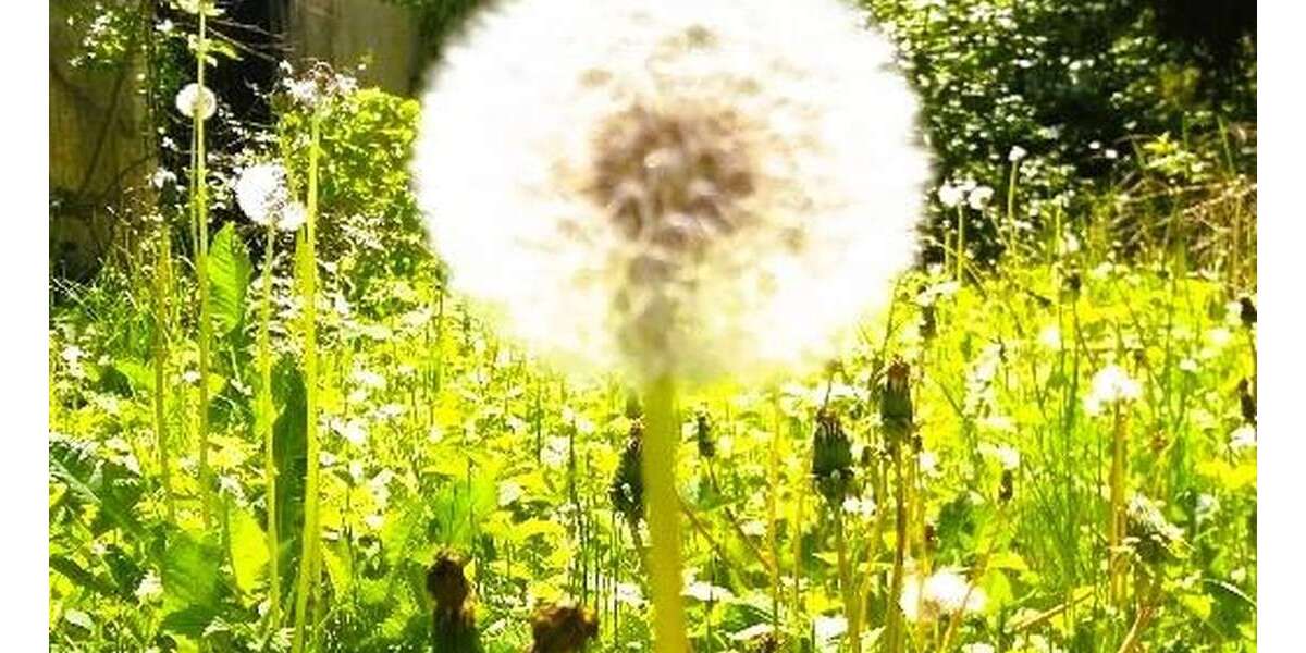 Haus zum Mieten in Wangen im Allgäu 2.500 € 250 m² 7 zimmer