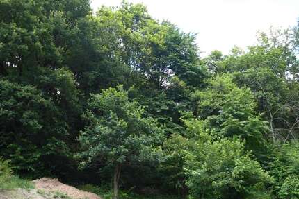 Grundstück zu verkaufen in Sulzbach am Main 225.000 € 1400 m² zimmer