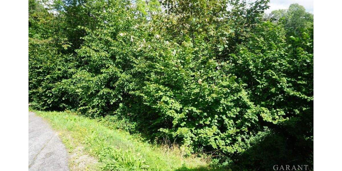 Grundstück Alpirsbach - 45.000&euro; | Angebot:25746416