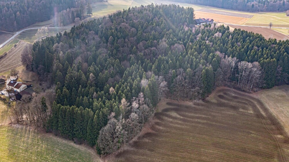 Lebensraum Wald: Fichte, Buche und Lärche in Generationen gewachsen - Grundstück Waldmünchen / Untergrafenried Untergrafenried | Angebot:26531345
