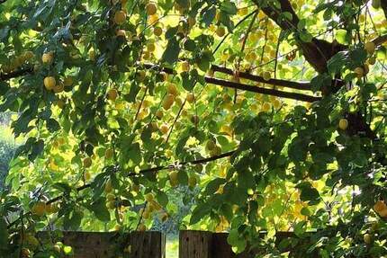 Haus Grafschaft Ringen - 6 Zimmer, 230 m&sup2;, 475.000&euro; | Angebot:23941981