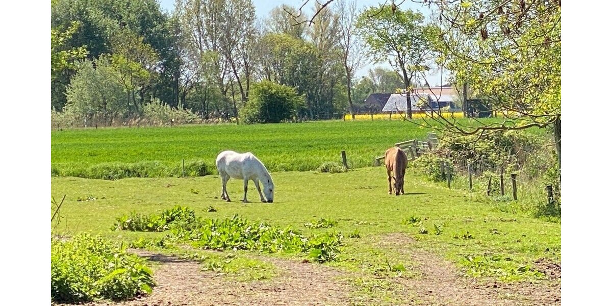 2 schöne Ferienhäuser in Nordseenähe! - Wohnanlage Nordermeldorf | Angebot:26770175