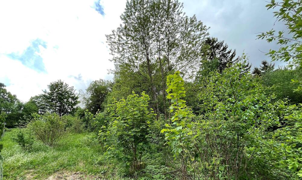 Grundstück Nordhalben - 29.000&euro; | Angebot:25734049