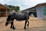 PFERDERANCH, REITANLAGE, TRAUMHAUS, TOP ZUSTAND 9 zimmer