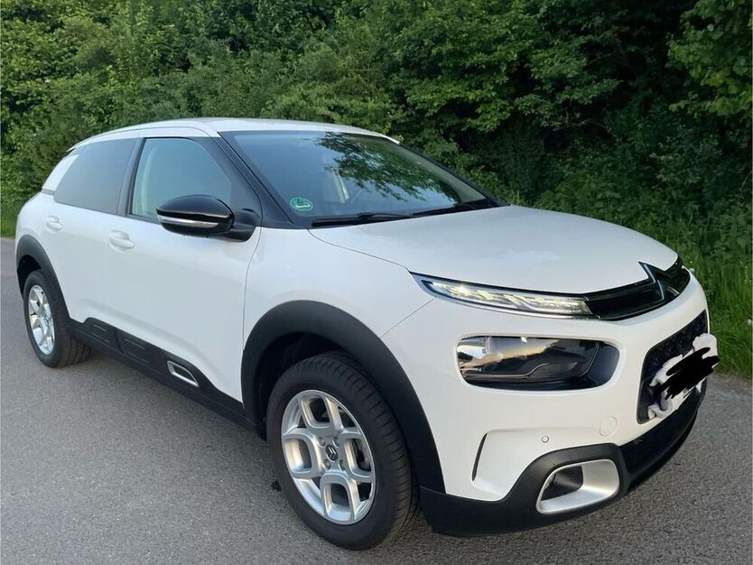 C4 Cactus