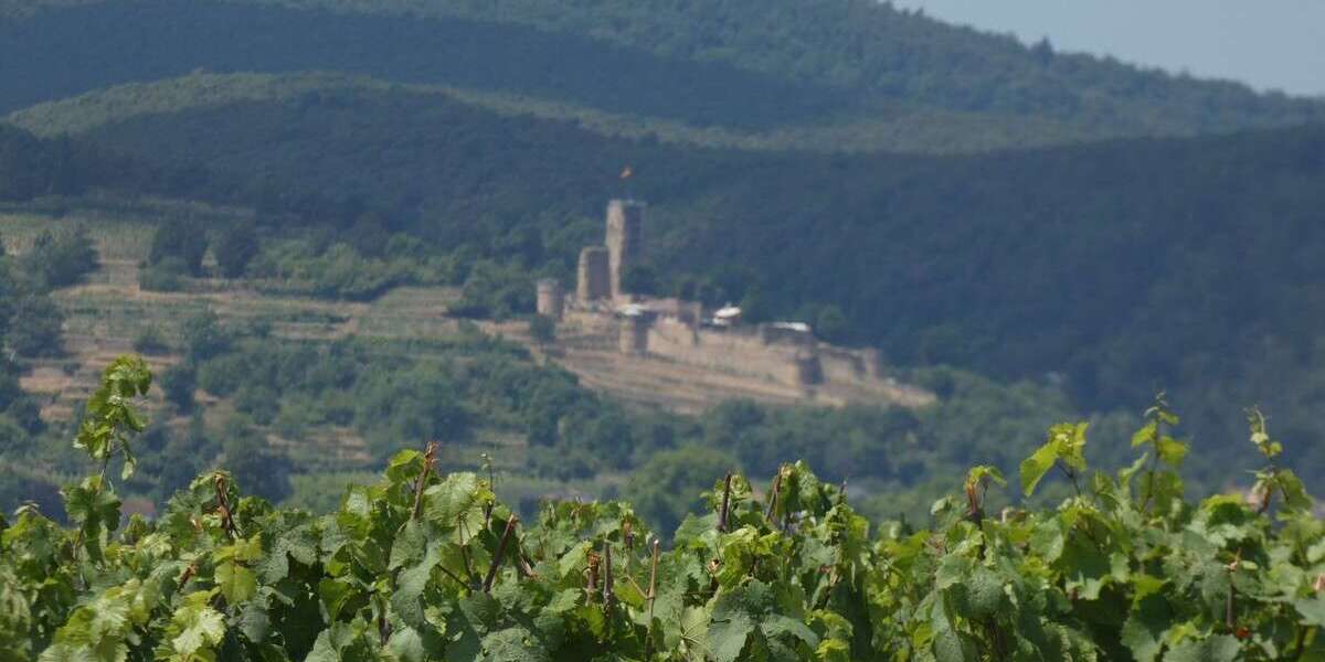 Grundstück Deidesheim - 14.130&euro; | Angebot:22955181