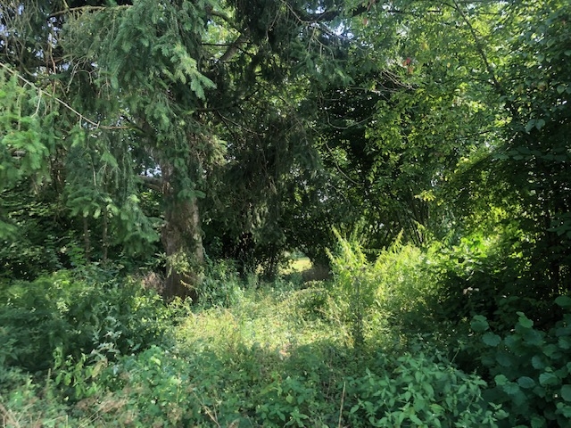 Praktisches Baugrundstück mit Potential in Pfaffenhofen an der Ilm