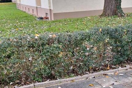 4 zimmerwohnung in ludwigshafen Gartenstadt 4 zimmer