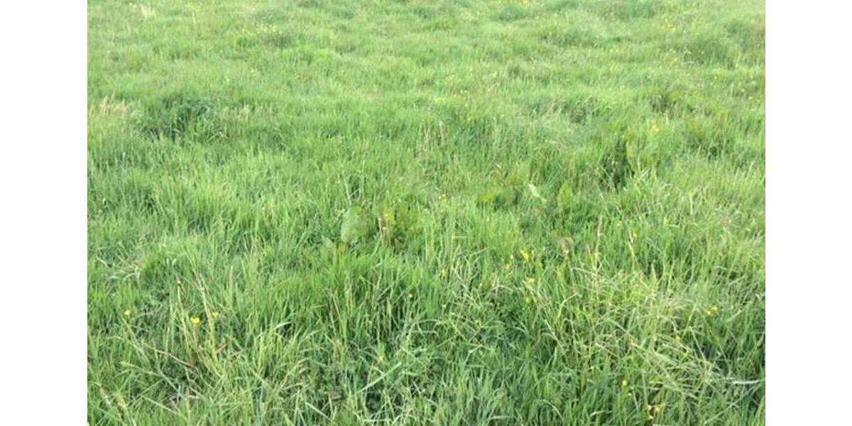 Wohnbauareale mit großem Potenzial - ca. 80.000 m² BGF, direkt vom Eigentümer zimmer