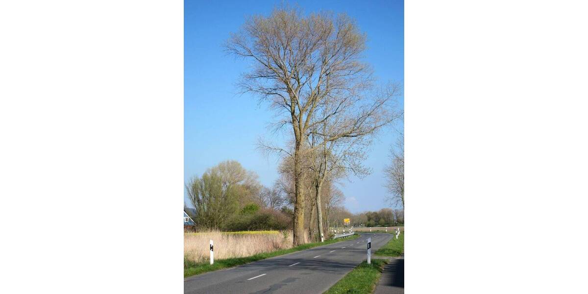 Grundstück Wurster Nordseeküste Cappel-Neufeld - 186.000&euro; | Angebot:25798109